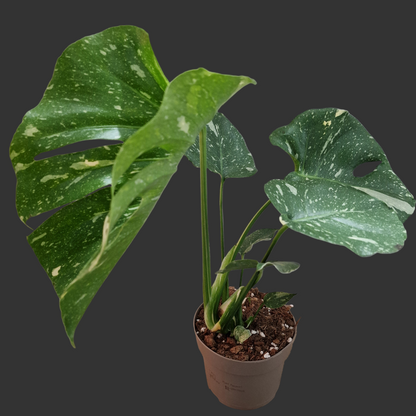 Monstera Thai Constellation Houseplant 12cm pot (3)