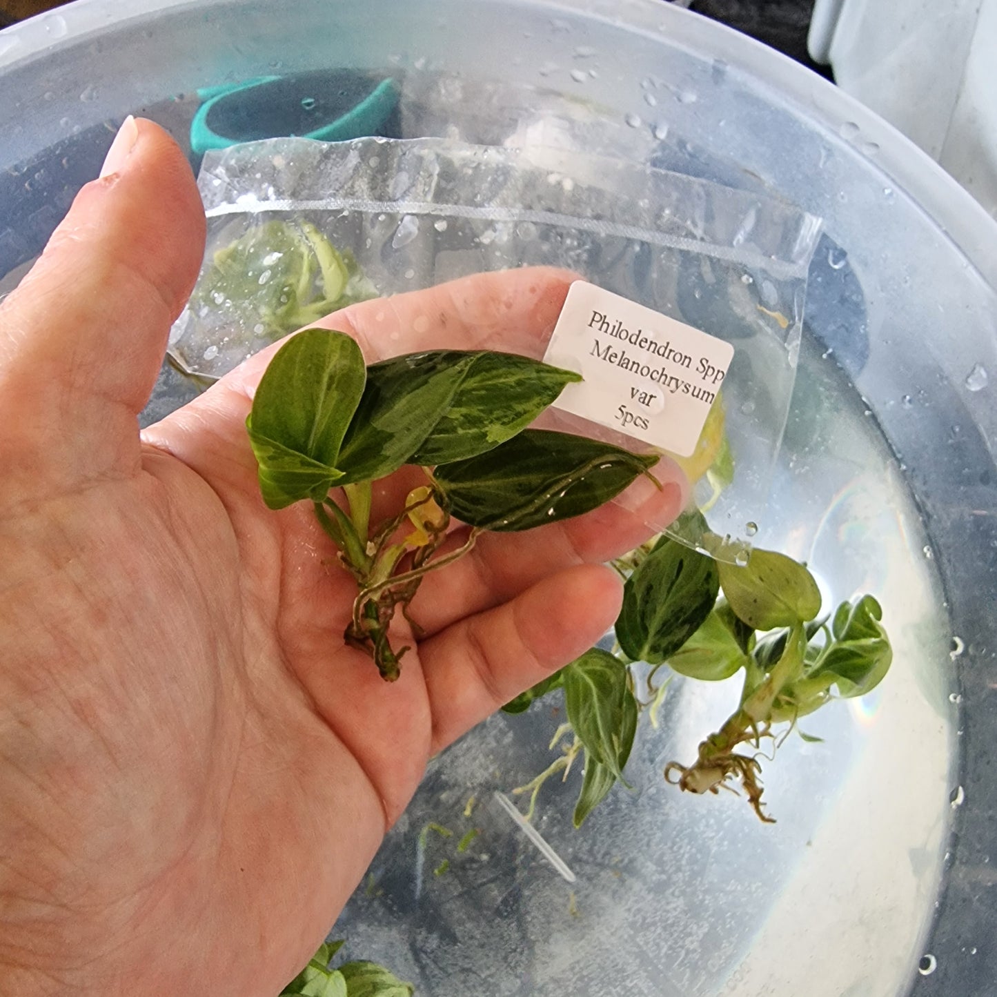 Tissue Culture Plant - Pre-order - please see description
