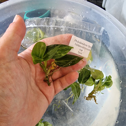 Tissue Culture Plant - Pre-order - please see description