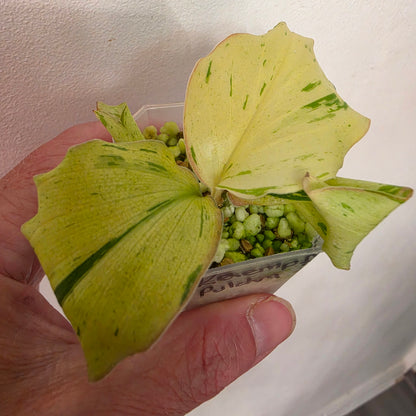 Kaempferia Pulchra Variegata – Established | Exact Plant #2