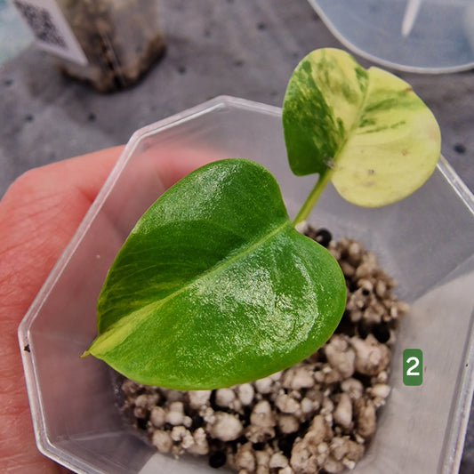 PRE-ORDER – Monstera Aurea – Select Your Plant
