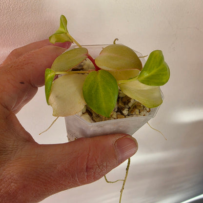 13 available at 4.50am Philodendron bundle - see description