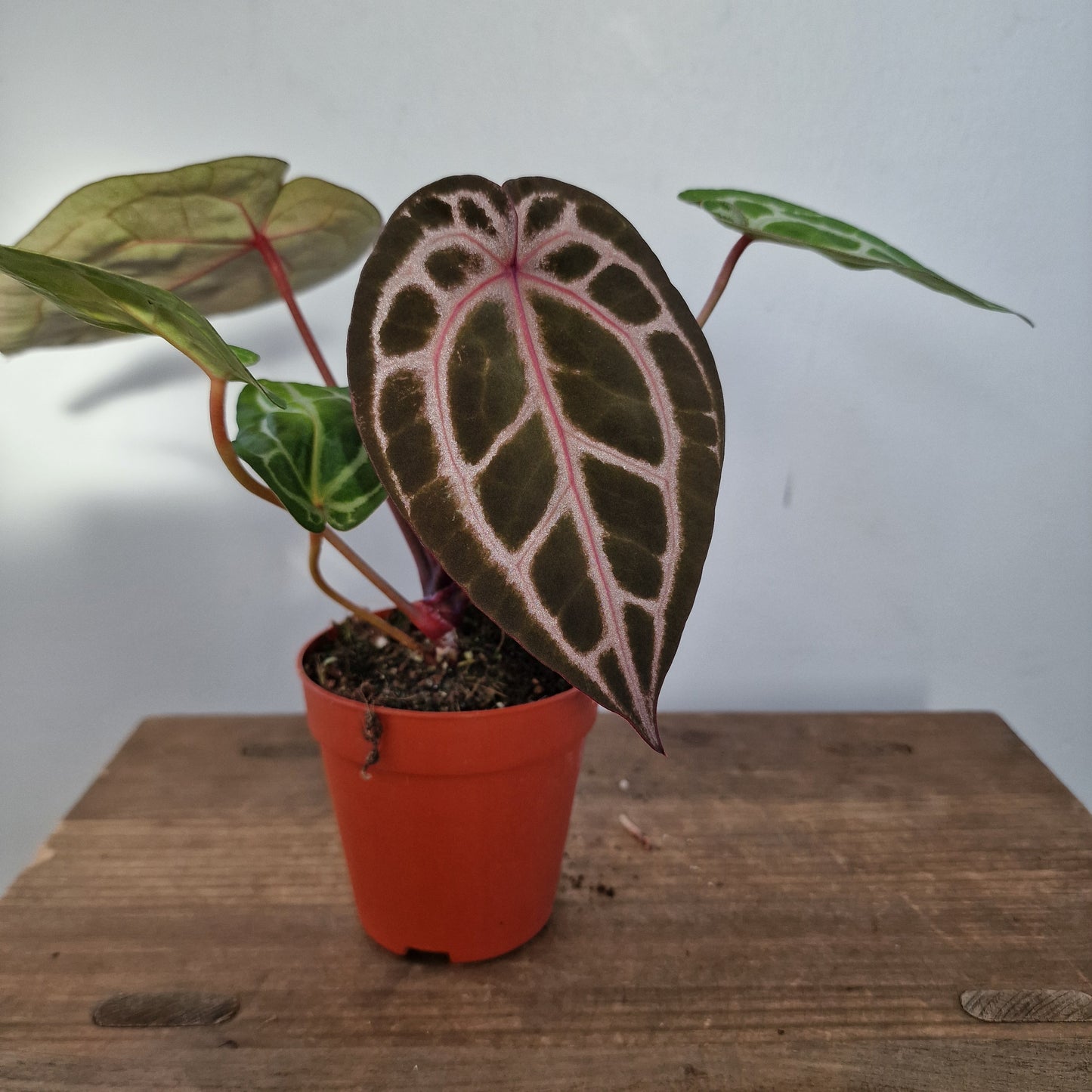 Anthurium Michelle by DocBlock – 9cm Pot (#4)