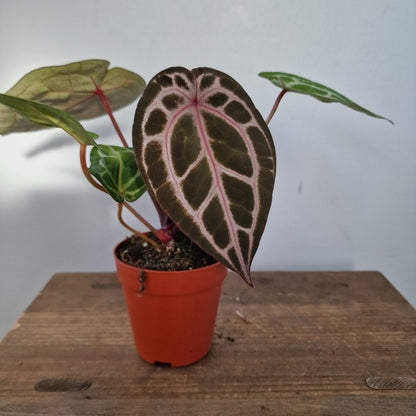 Anthurium Michelle by DocBlock – 9cm Pot (#4)