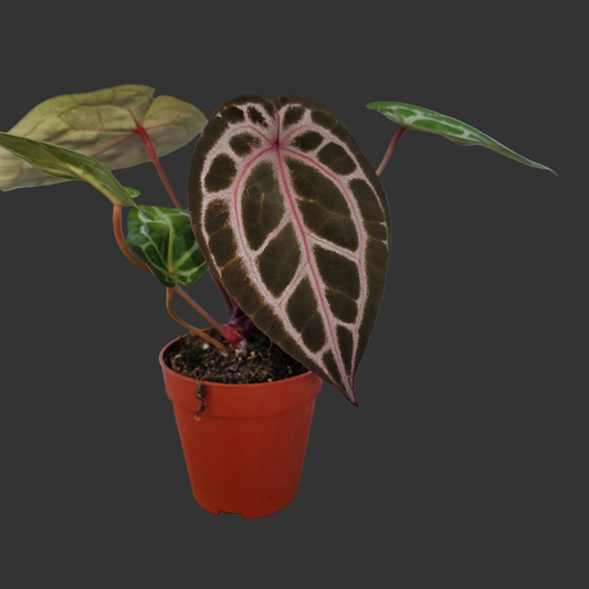 Anthurium Michelle by DocBlock – 9cm Pot (#4)