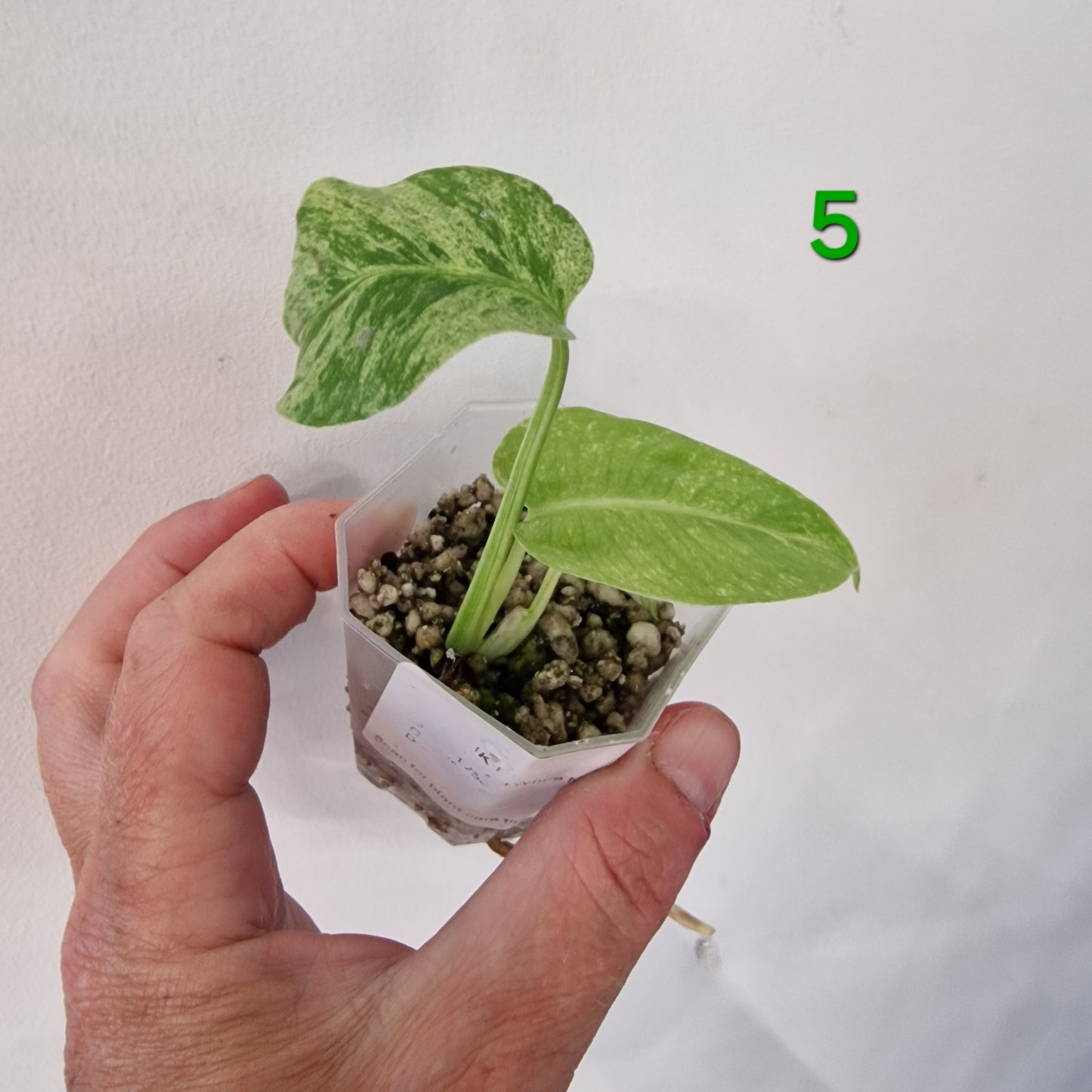 White Monstera – Choose Your Plant