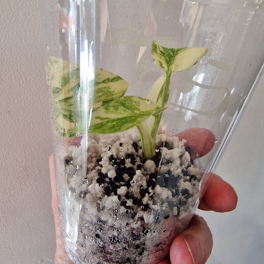 Monstera Legacy – Young Exact TC Plant (#4)