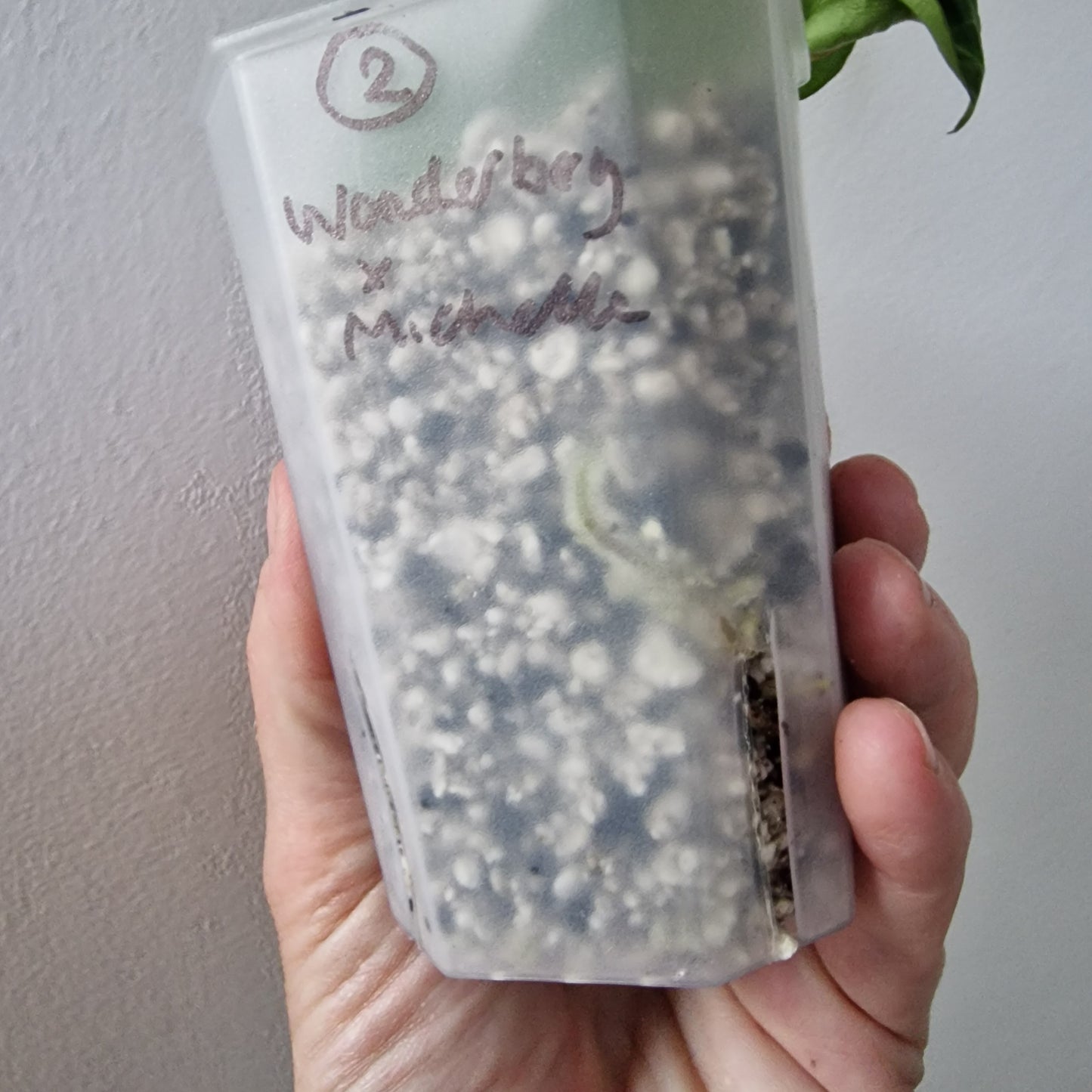 Anthurium Wonderboy × Michelle exact plant (#2)