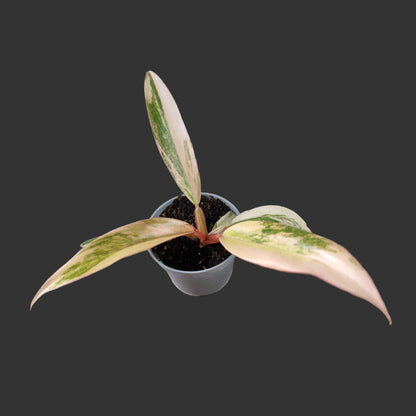 Philodendron Caramel Marble Rare Houseplant 6cm pot (3)