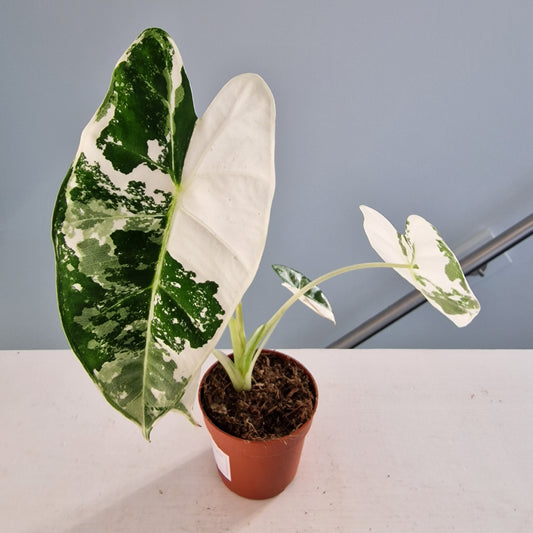 Alocasia Frydek Variegata Rare Houseplant 7cm pot