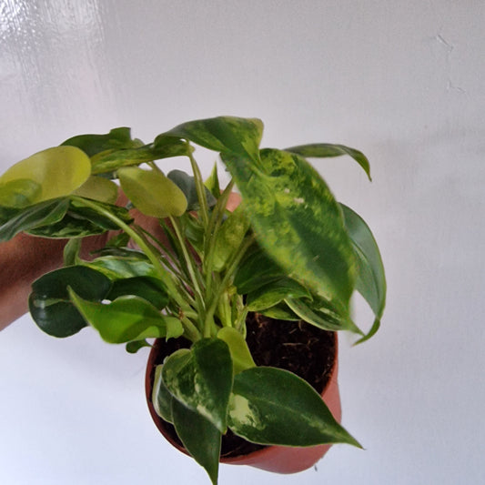 Philodendron Burle Marx Variegata Rare Houseplant 9cm pot (2)