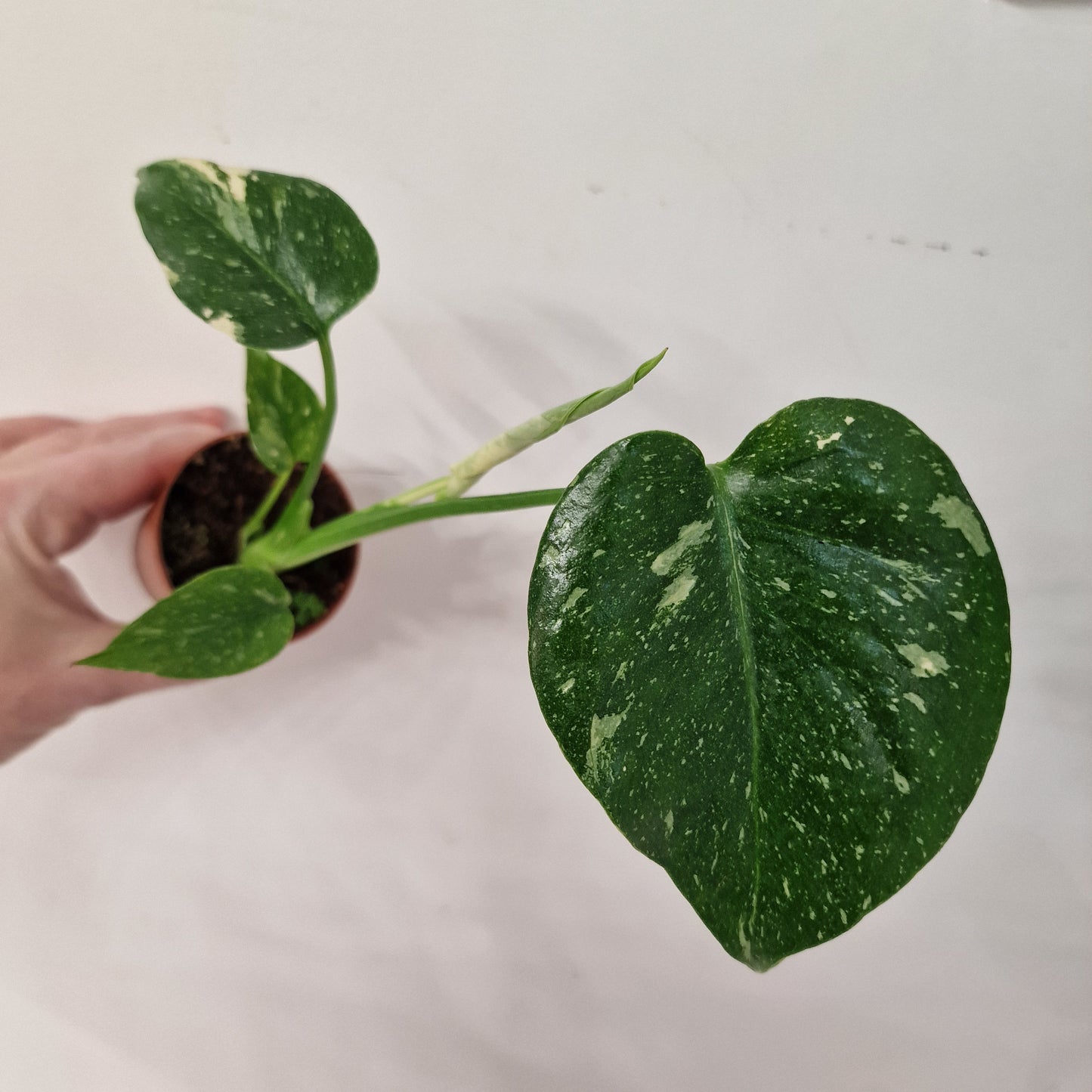 Monstera Thai Constellation – 6cm Pot (#7)