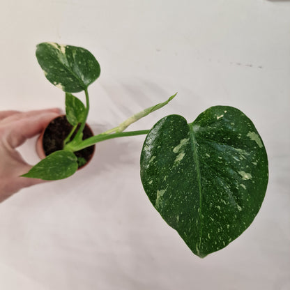 Monstera Thai Constellation – 6cm Pot (#7)