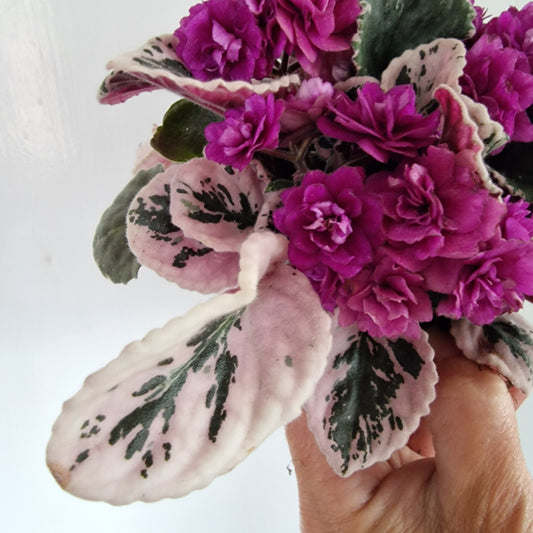 Saintpaulia Variegated Hovariagata 'African Violet' Purple Houseplant 12cm pot