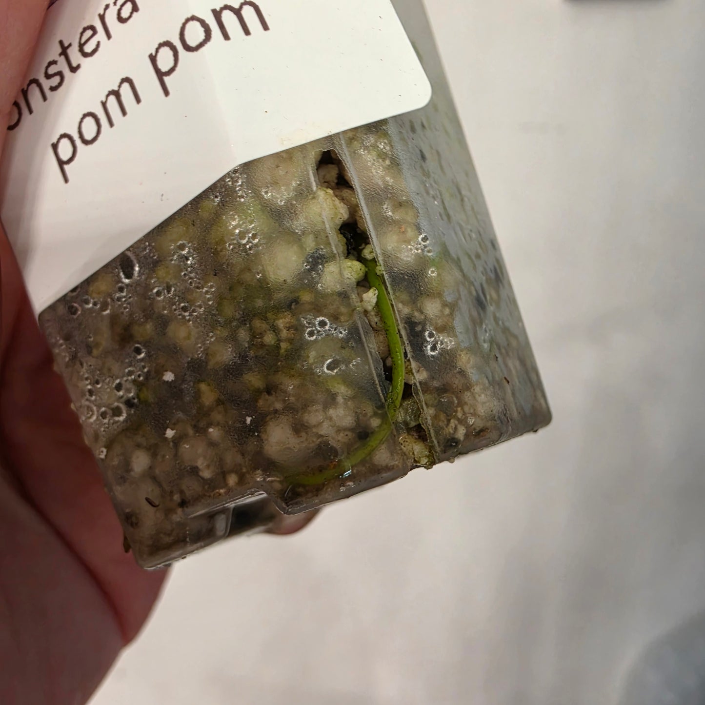 Monstera Lemon Pom Pom – Exact Plant No. 2 - See Description