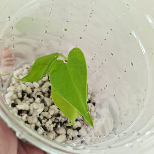 PRE-ORDER – Monstera Lemon Lime – Young Exact TC Plant (#5)