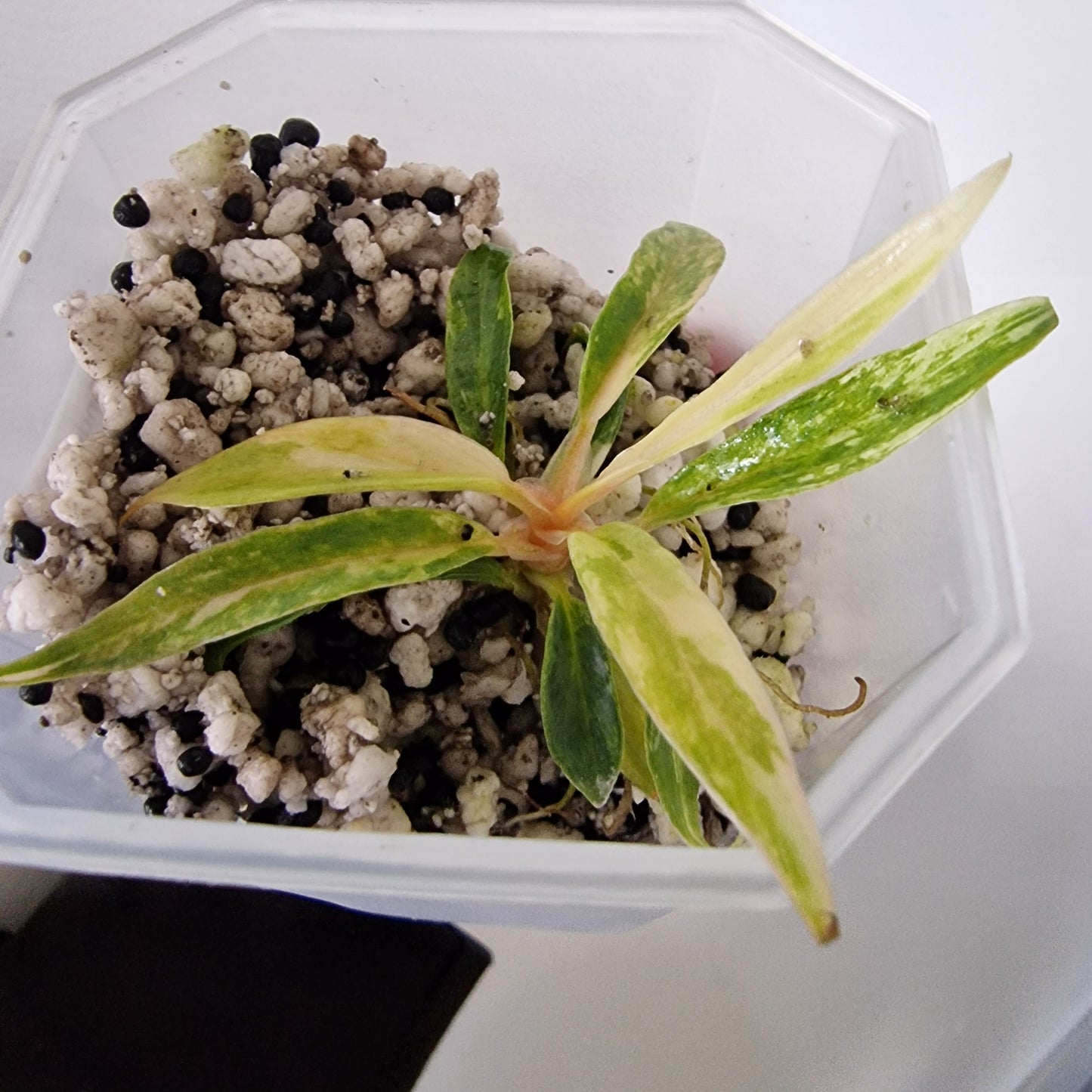 Philodendron Tortum Variegated – Young Exact Plant (#2)