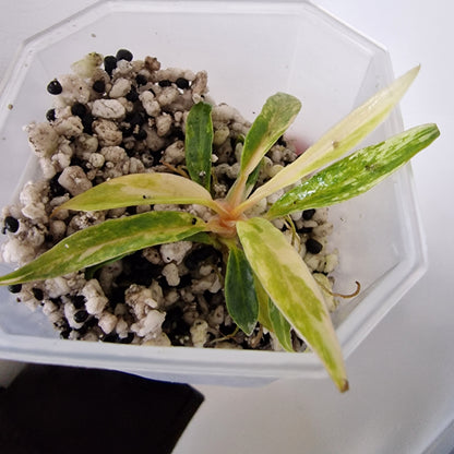 Philodendron Tortum Variegated – Young Exact Plant (#2)