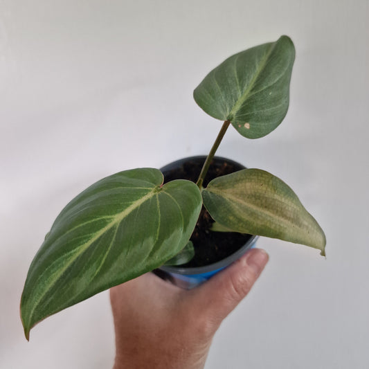 Philodendron Gloriosum Baby Houseplant 9cm pot