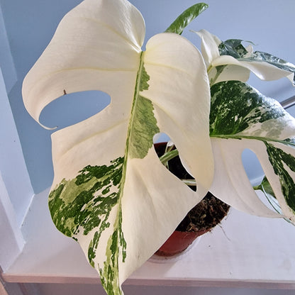 Monstera Albo Super White leaves Rare Houseplant 15cm pot