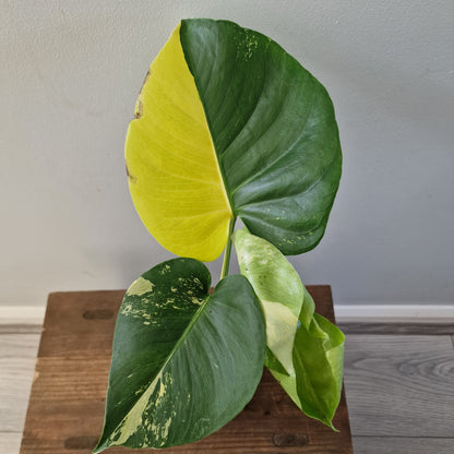 Monstera Deliciosa Aurea – 12cm Pot (#11)