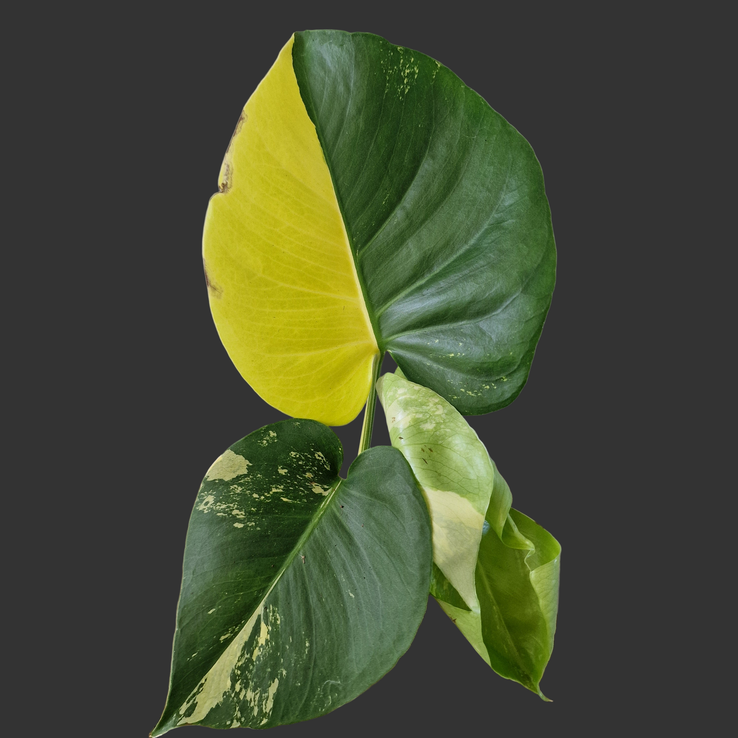 Monstera Deliciosa Aurea – 12cm Pot (#11)