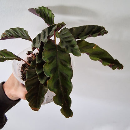 Ecuagenera Rehab Calathea gandersi