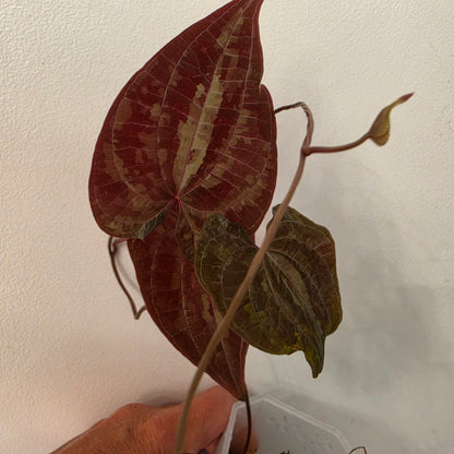 Dioscorea Dioscorea Vining Climbing Plant Exact Plant (1)