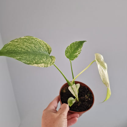 Monstera Mint Rare Houseplant 10.5cm pot (e)