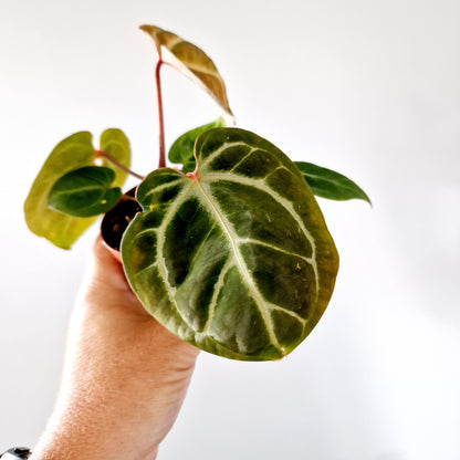 Anthurium Besseae aff x Zara x Michelle Houseplant 9cm pot (2)