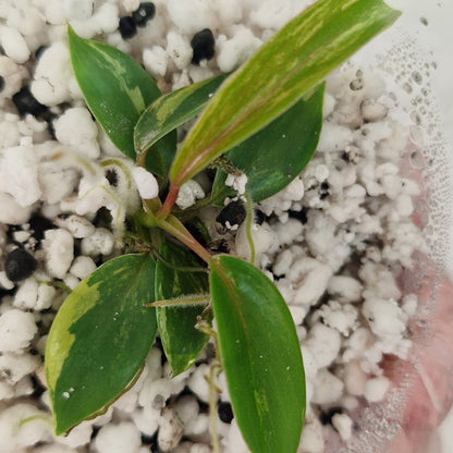 Philodendron Joepii Variegated – Exact Plant #4