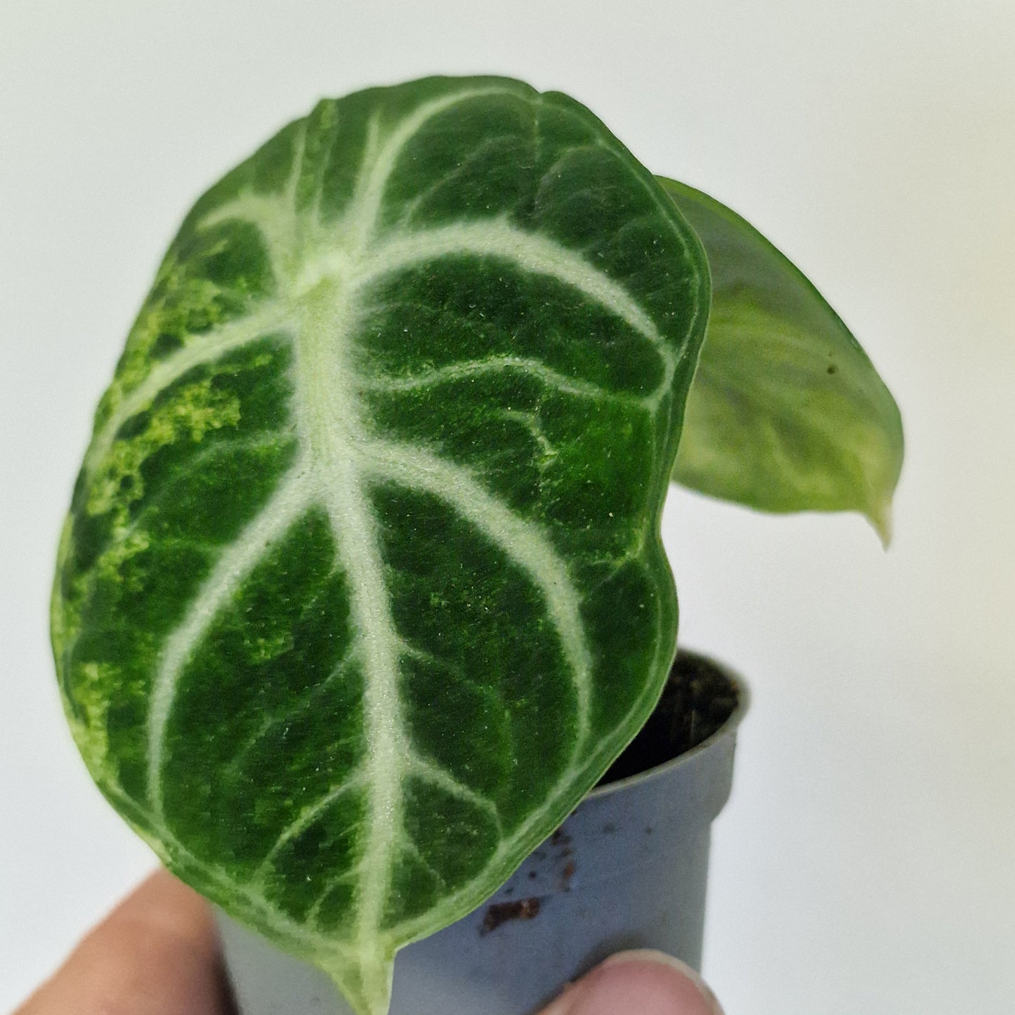 Alocasia Ninja Variegata – 6cm Pot (#1)