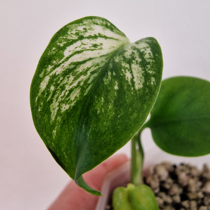 Monstera Devil see description