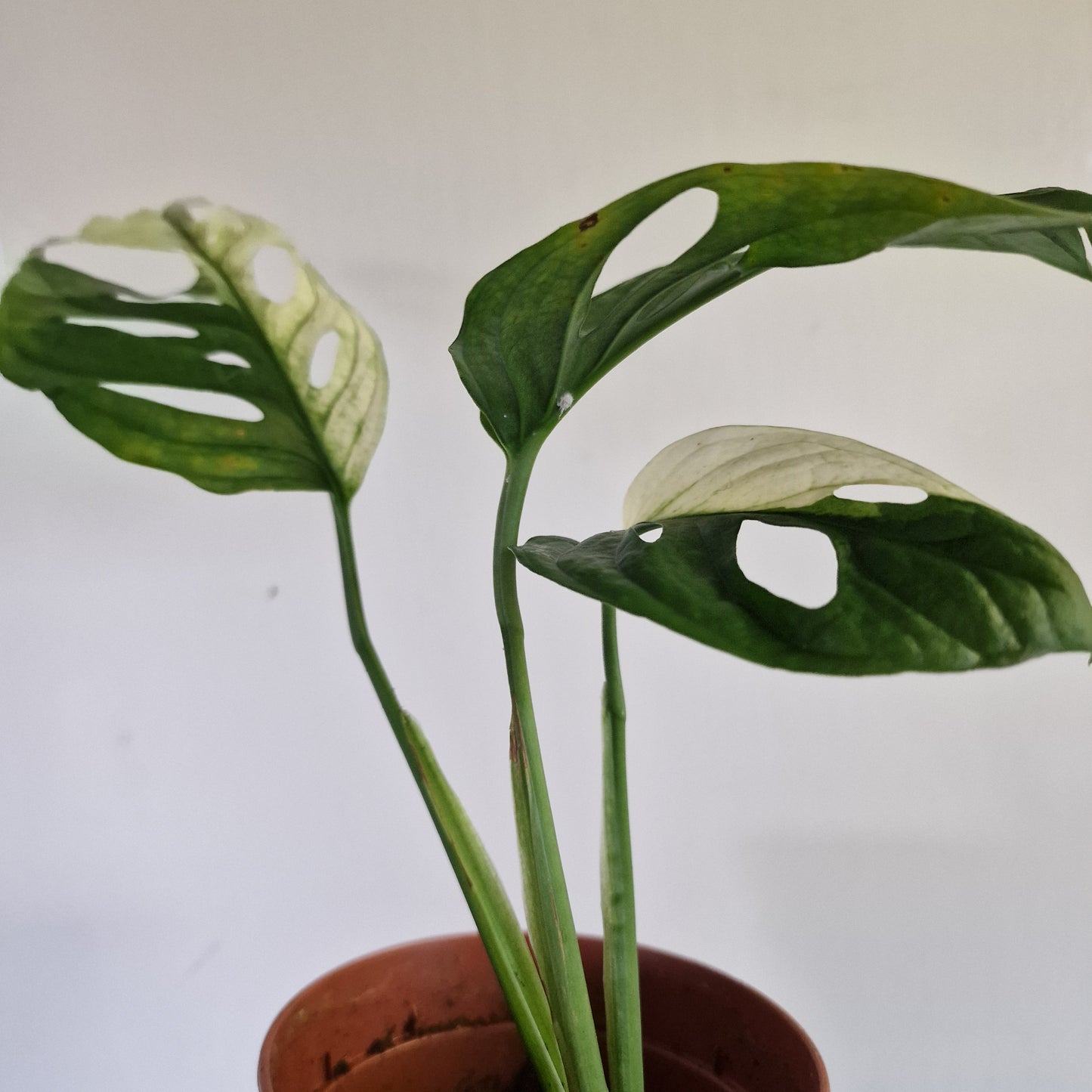 Monstera Adansonii Variegated #A