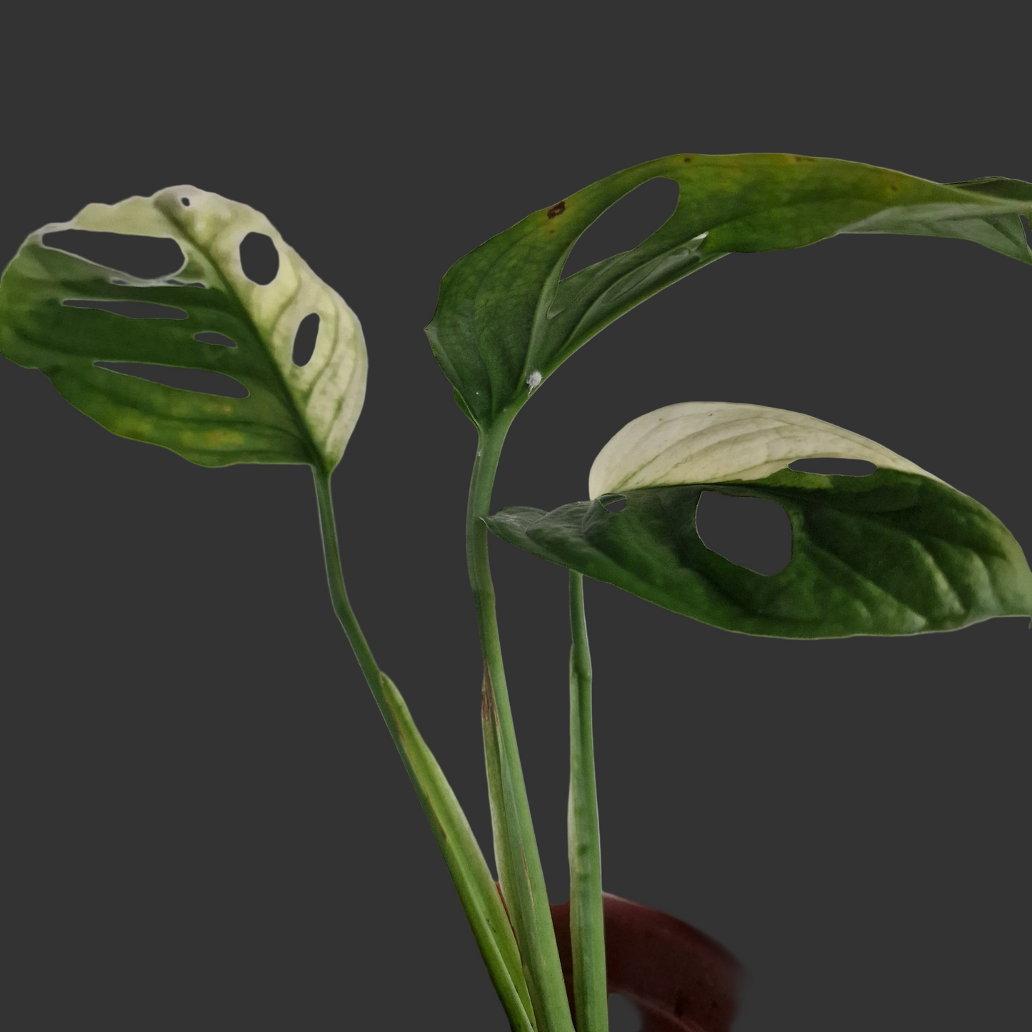 Monstera Adansonii Variegated #A