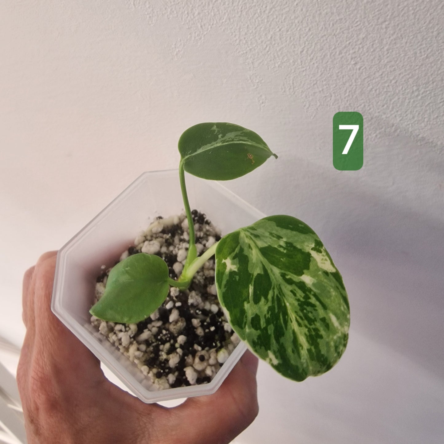 Monstera Bulbasaur – Choose Your Exact Plant see description
