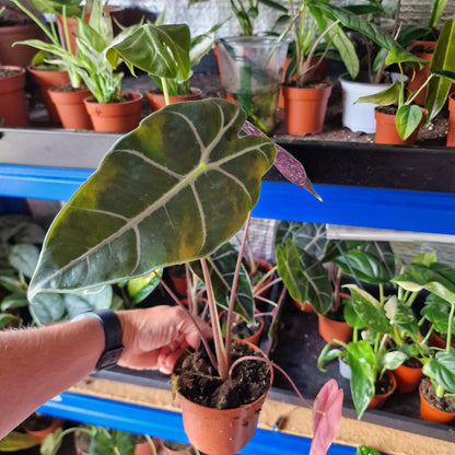 Alocasia Suhirmaniana Rare Houseplant 10.5cm pot