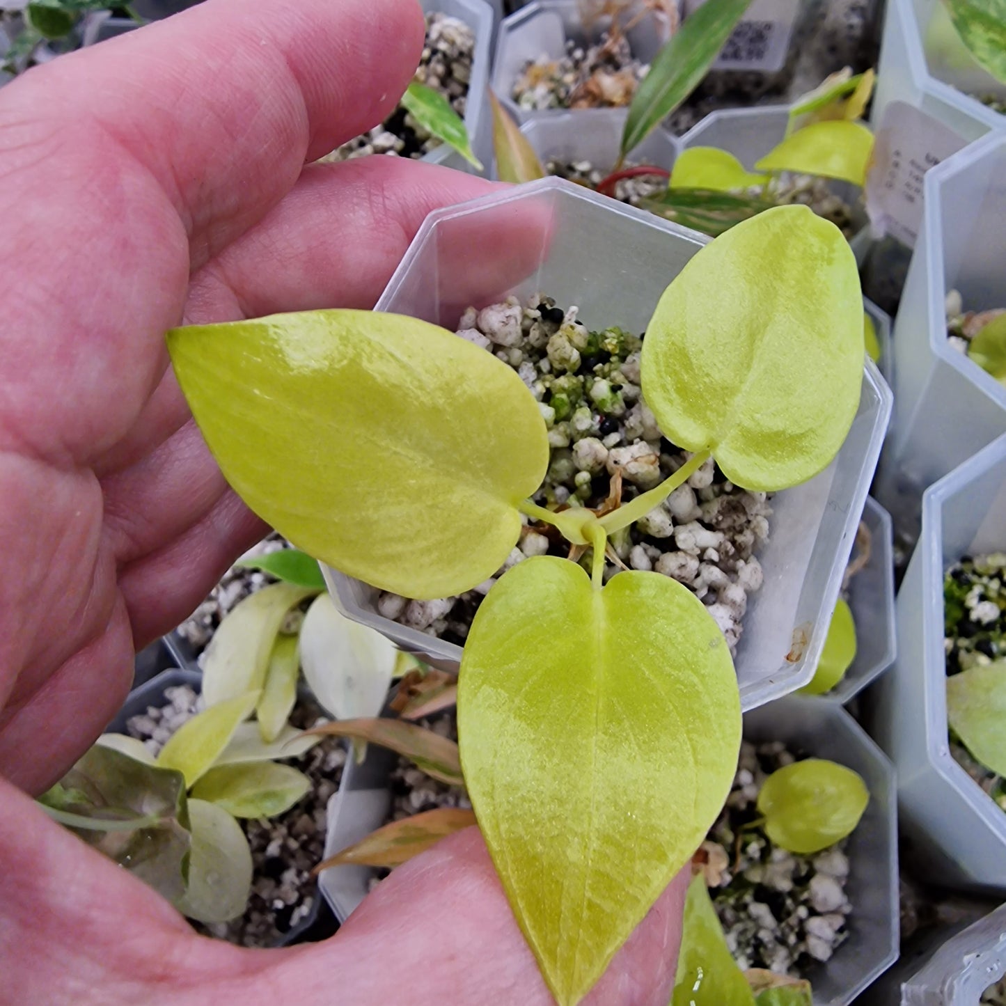Philodendron Warscewiczii Golden Aurea