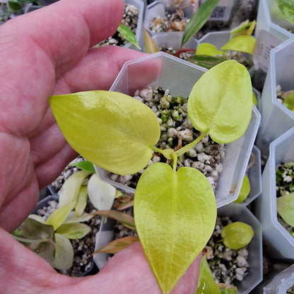 Philodendron Warscewiczii Golden Aurea