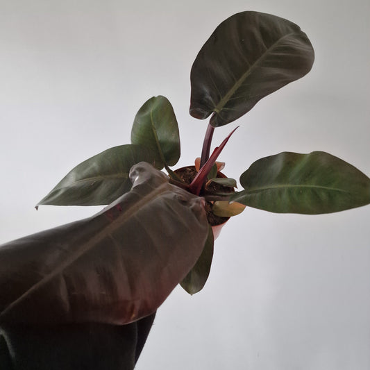 Philodendron Black Cardinal Rare Houseplant 12cm pot
