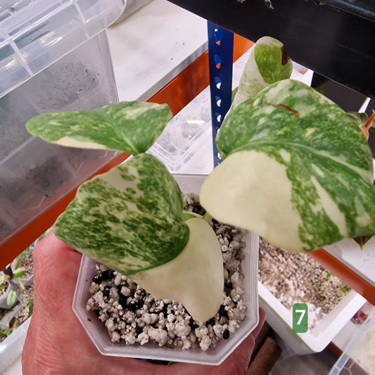 Monstera Legacy – Choose Your Plant