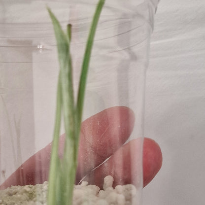 Raffle no 2  - Monstera Bulbasaur – See Description!