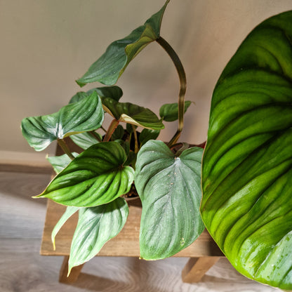 Philodendron Plowmanii Rare Houseplant 12cm pot