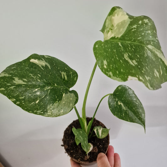 Monstera Thai Constellation Rare Houseplant 11cm pot (1m)