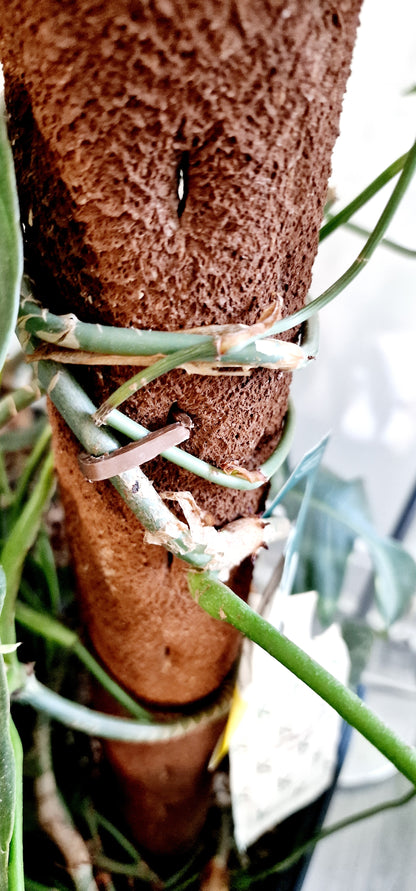 Kratiste Biobased Bark Effect 150cm length x 6cm wide Diameter Climbing Pole - Collection only