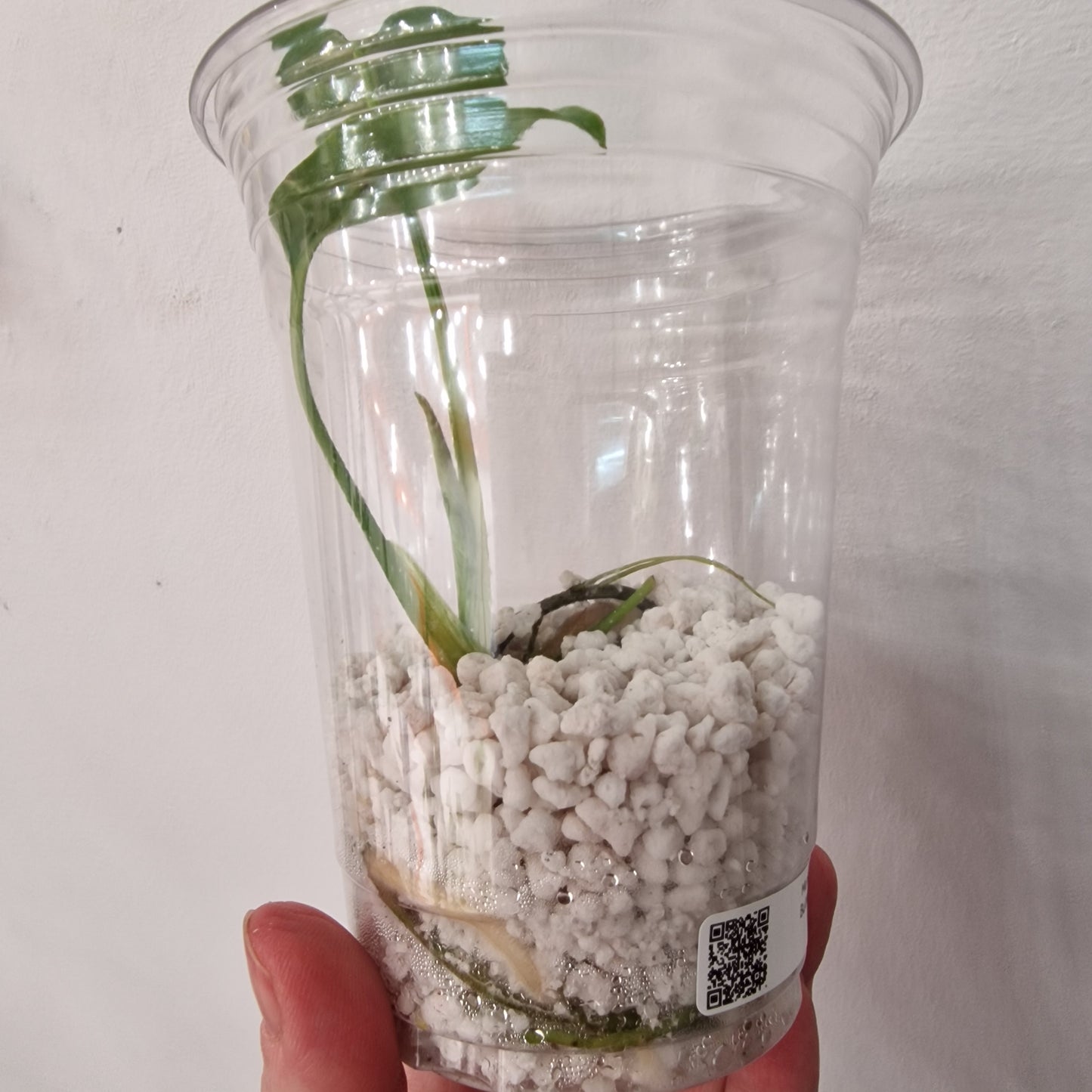 Monstera Bulbasaur – Young TC Plant (Exact Plant #1-12)