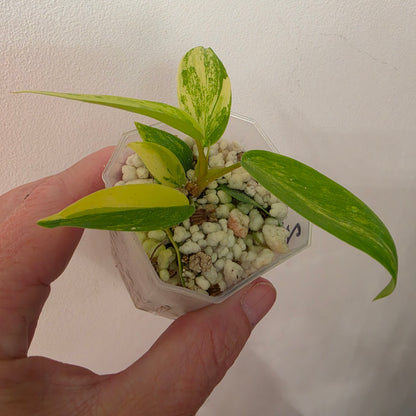 Philodendron Florida Beauty x Bob Cee Variegated – Exact Plant #2
