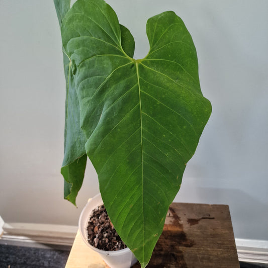 Ecuagenera Rehab Anthurium cupulispathum Green Sinus  (A49)