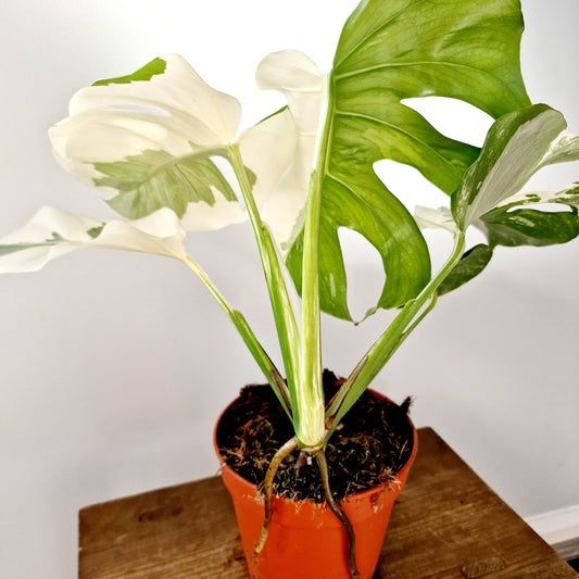 Monstera Albo Super White Houseplant 15cm pot (3)