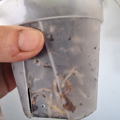 Ecuagenera Rehab Anthurium Dressleri (A1)